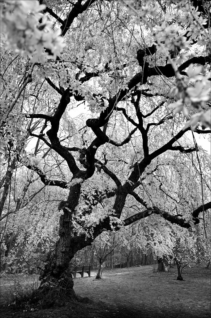 Branch Brook Park