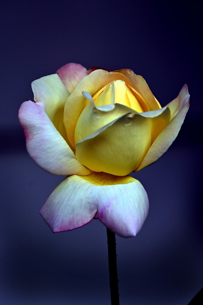 Yellow-Rose-of-Autumn-1829-copy.jpg