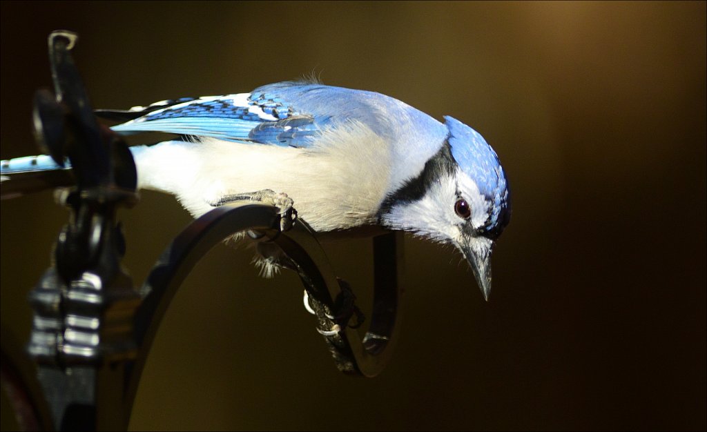 Blue Jay