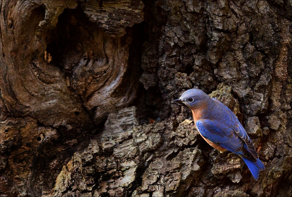 Bluebirds