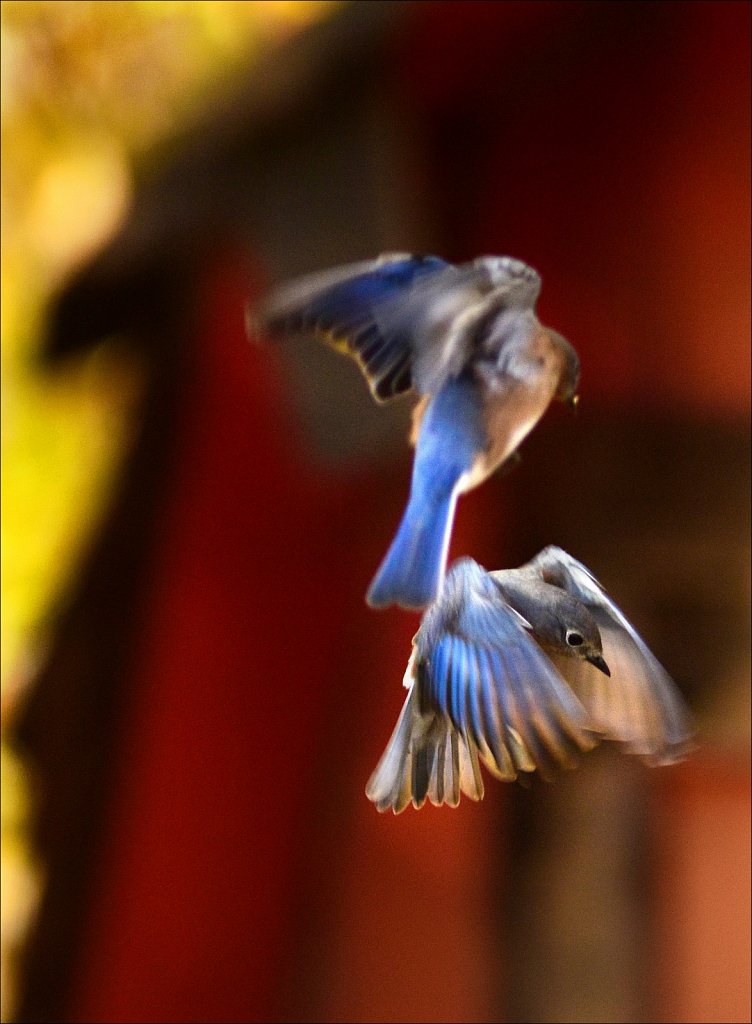 Bluebirds