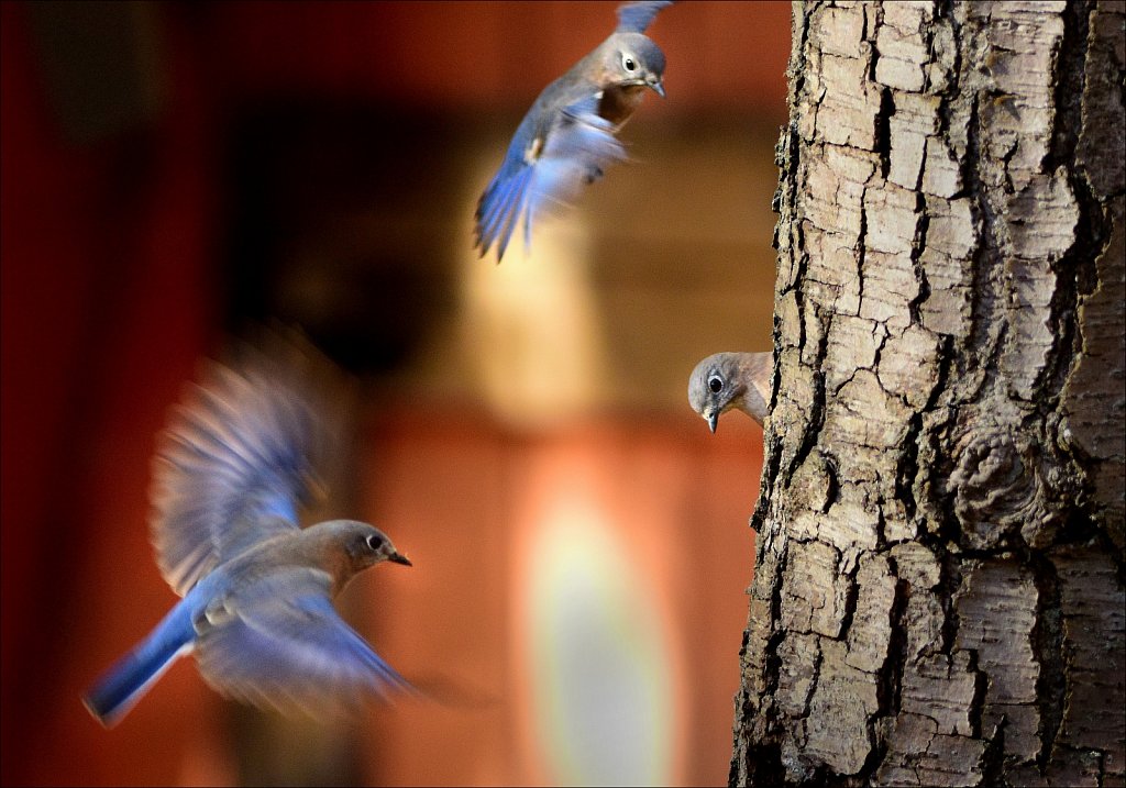 Bluebirds