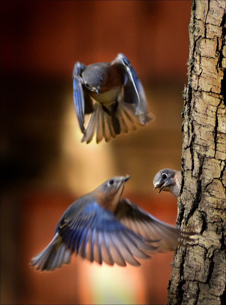 Bluebirds