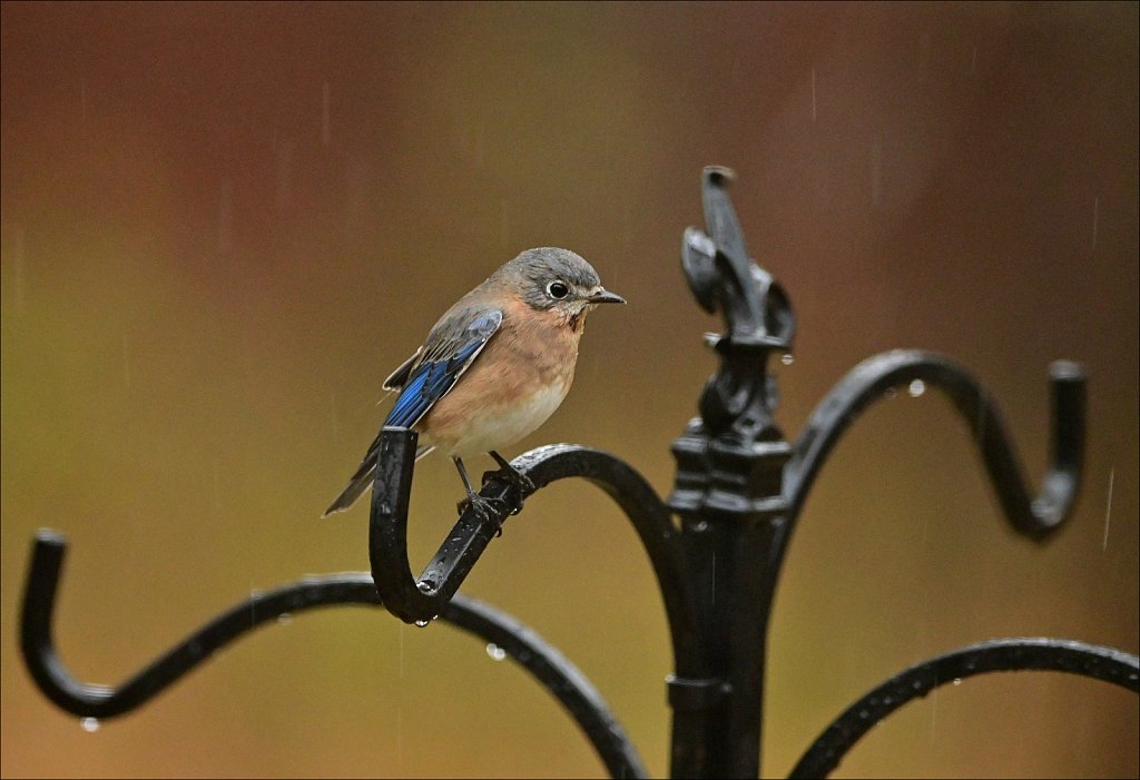 Eastern Bluebird