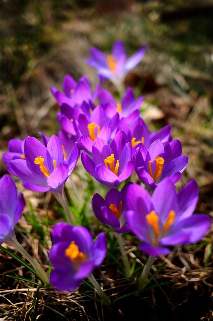Crocus