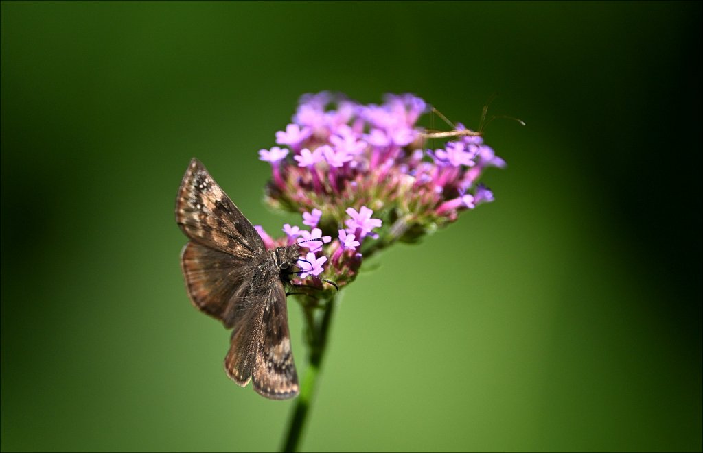 Willowwood Arboretum