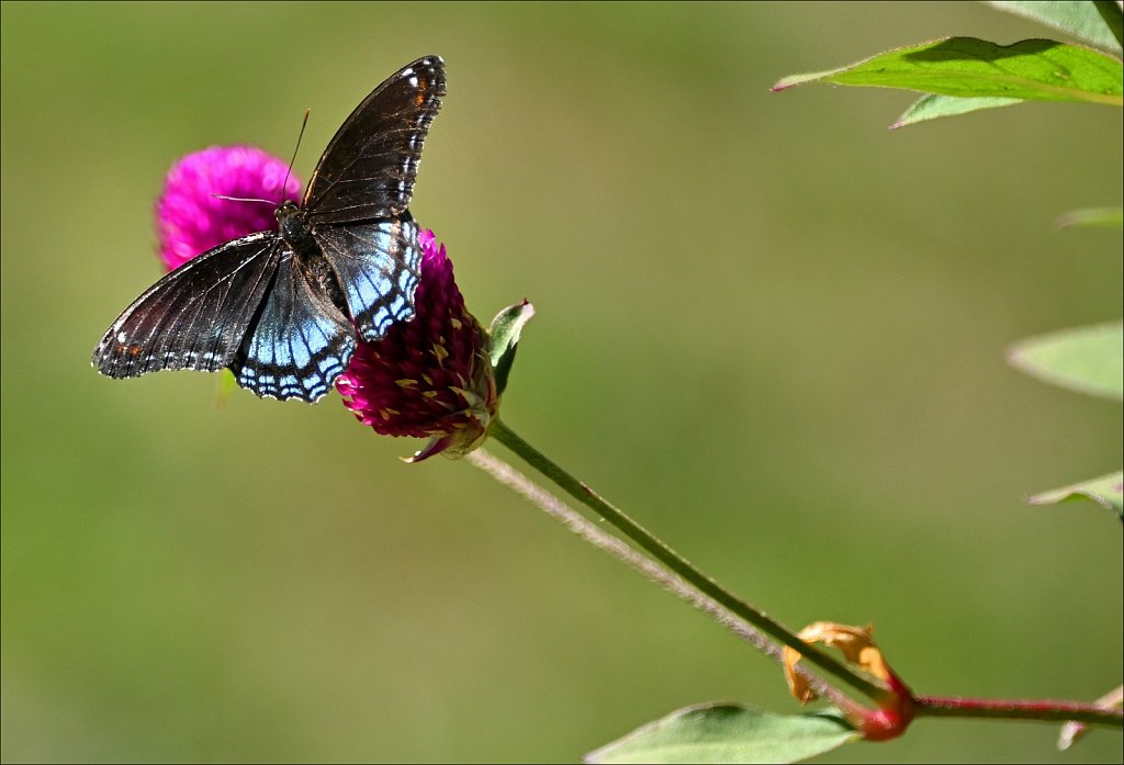 Willowwood Arboretum