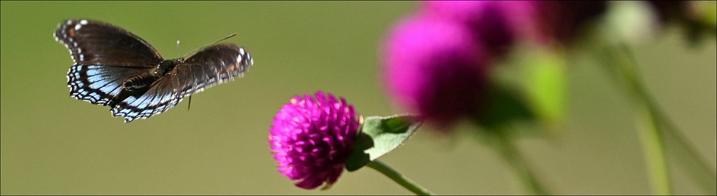 Willowwood Arboretum