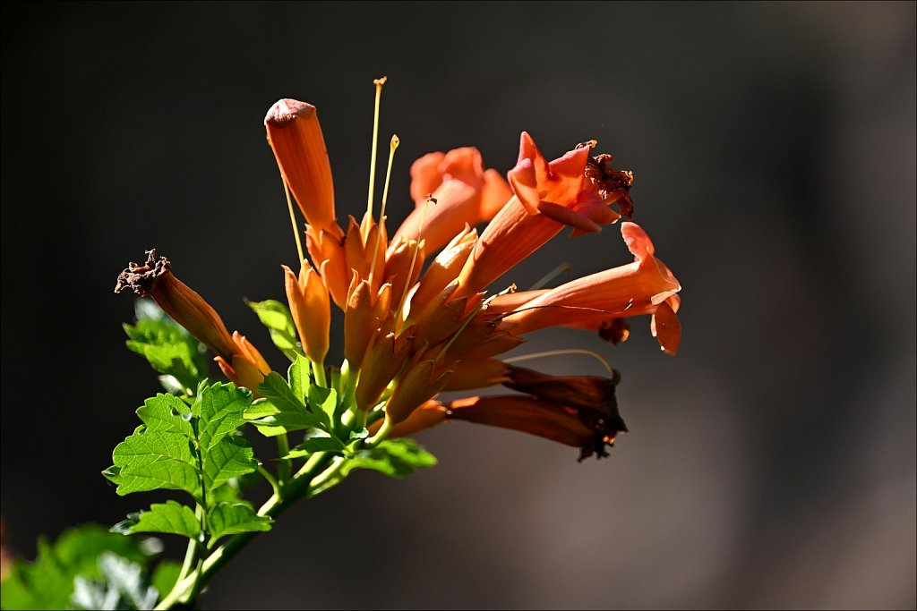 Willowwood Arboretum