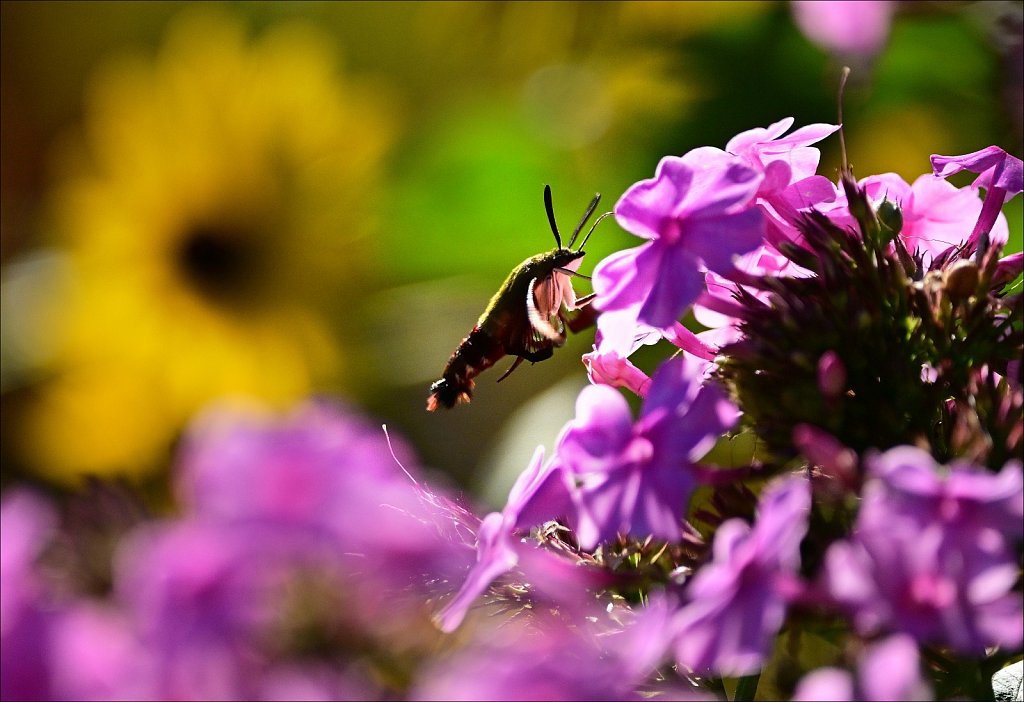 Hummingbird Moth at Willowwood Arboretum 