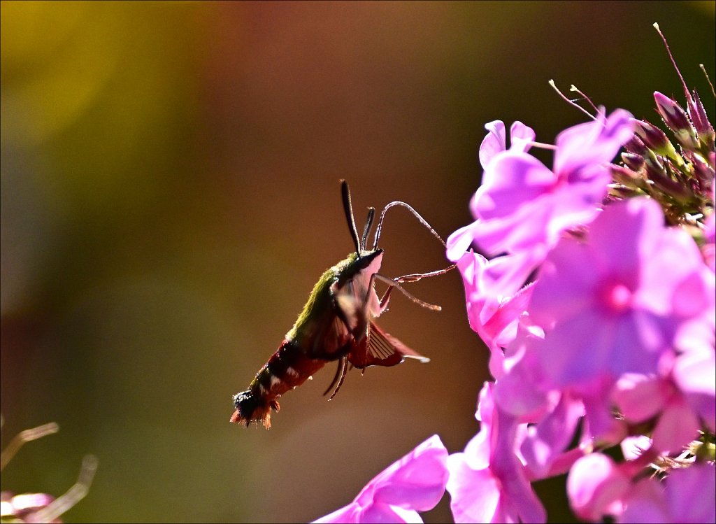 Hummingbird Moth at Willowwood Arboretum 