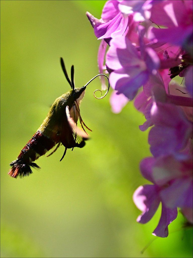 Hummingbird Moth at Willowwood Arboretum 