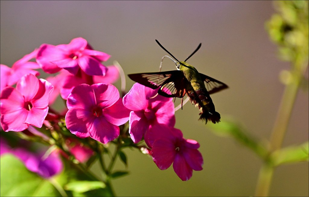 Hummingbird Moth at Willowwood Arboretum