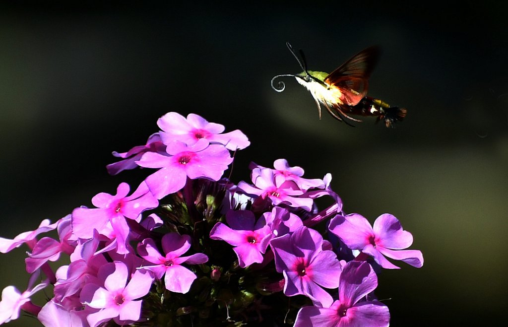 Hummingbird Moth at Willowwood Arboretum  