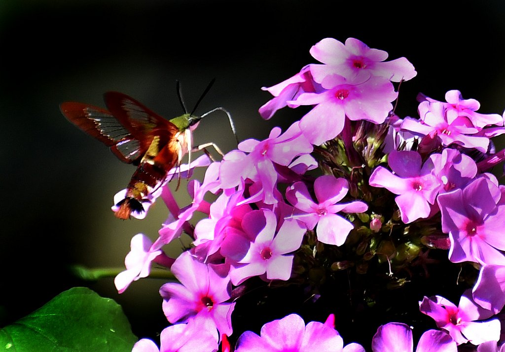 Hummingbird Moth at Willowwood Arboretum  