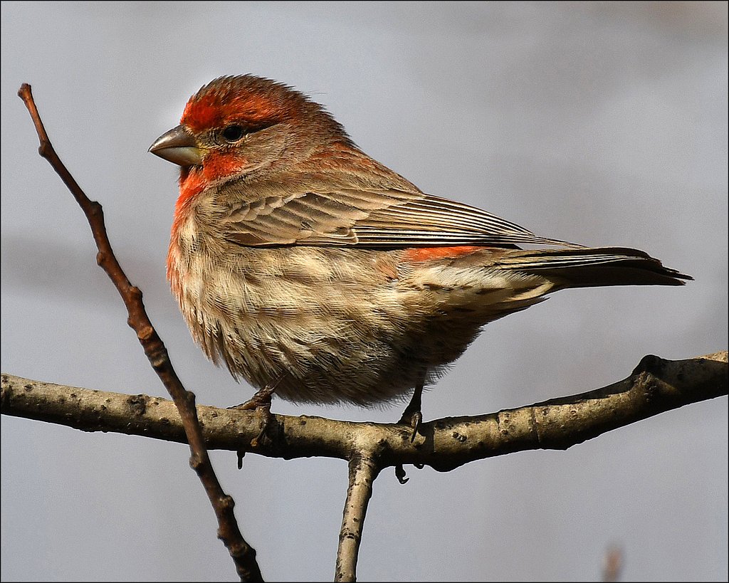 House-Finch-2310.JPG