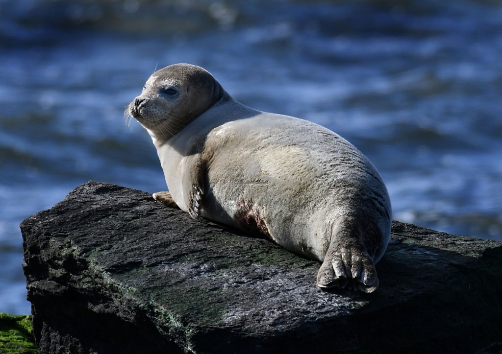 Seals at Sandy Hook