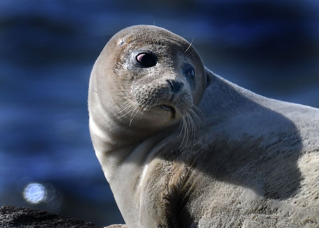 Seals at Sandy Hook
