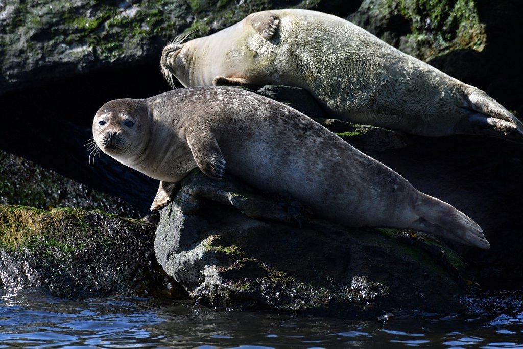 Seals at Sandy Hook