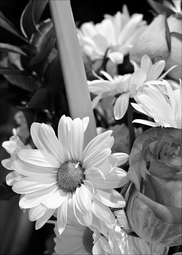 AIs Micro-Nikkor 55mm F/2.8