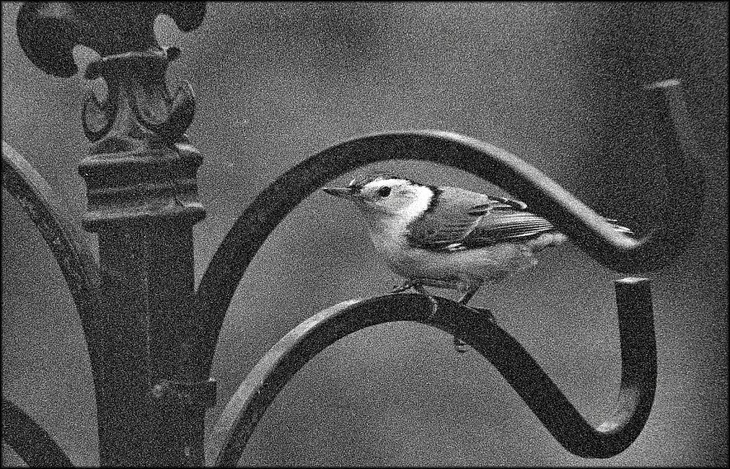 White Breasted Nuthatch 