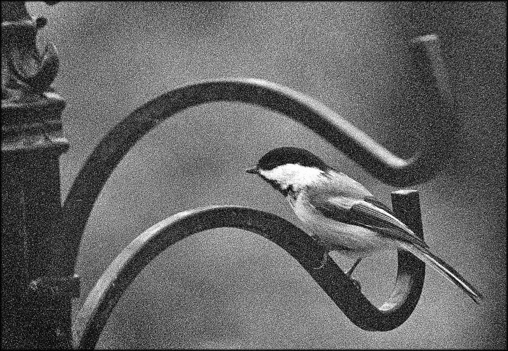 Black Capped Chickadee 