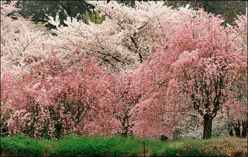 Branch Brook Park