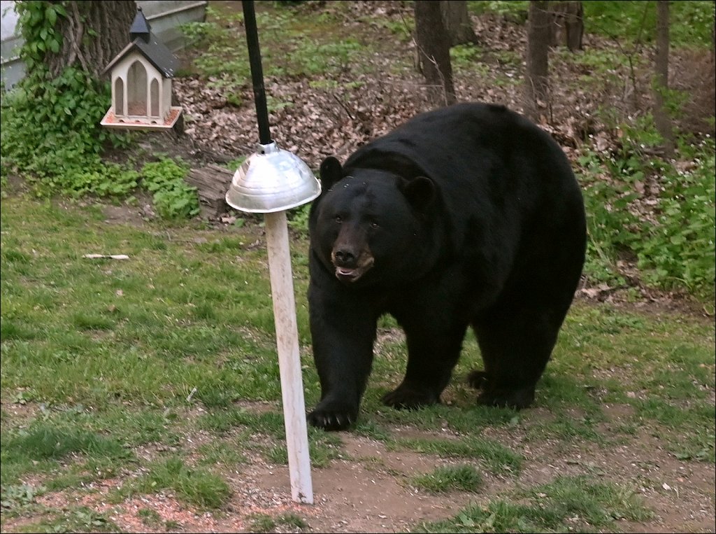 Black Bear