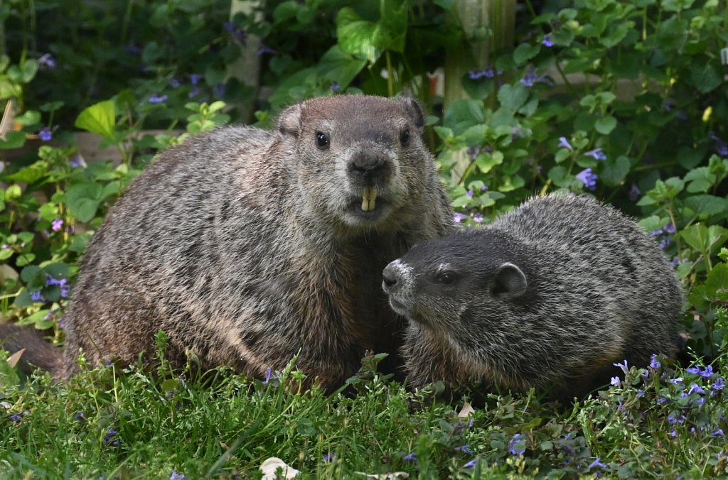 Woodchuck Family