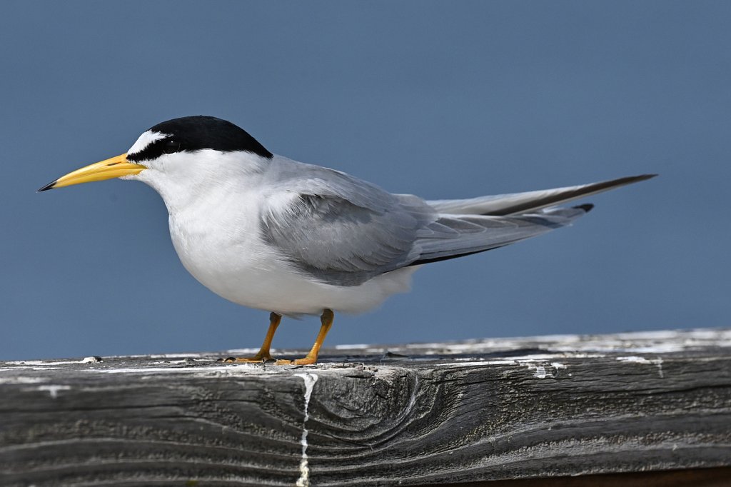 Least Tern