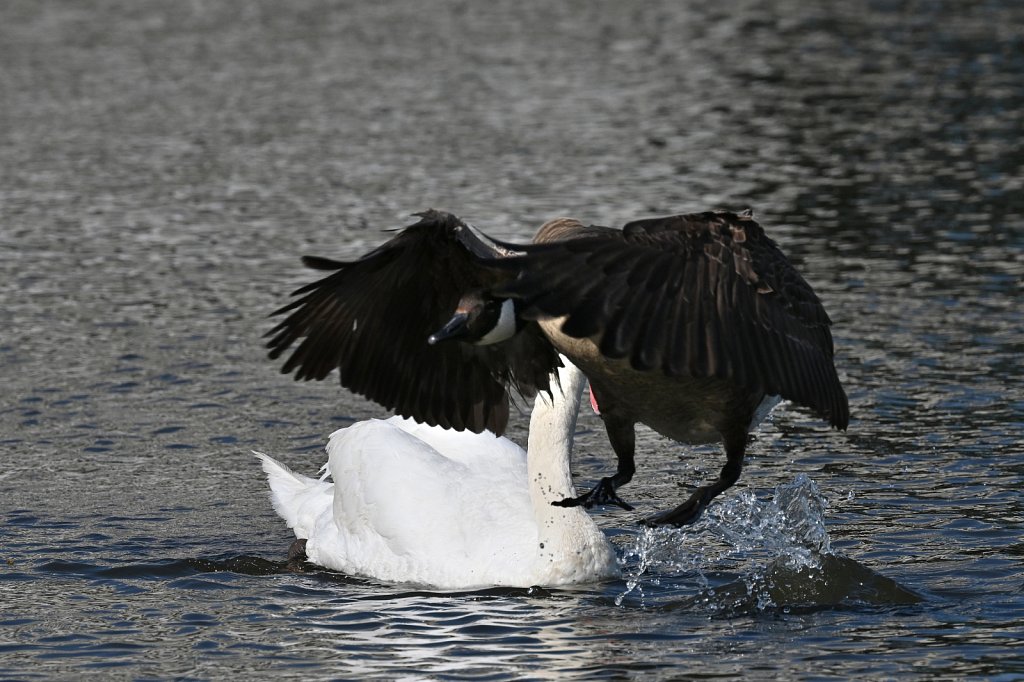 Swan Vs Goose