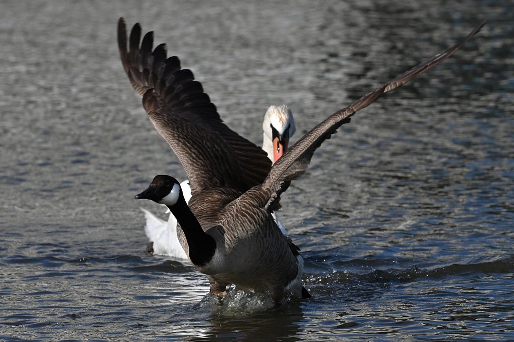 Swan Vs Goose