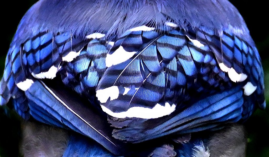 Blue-Jays-Feathers-9401-copy.jpg