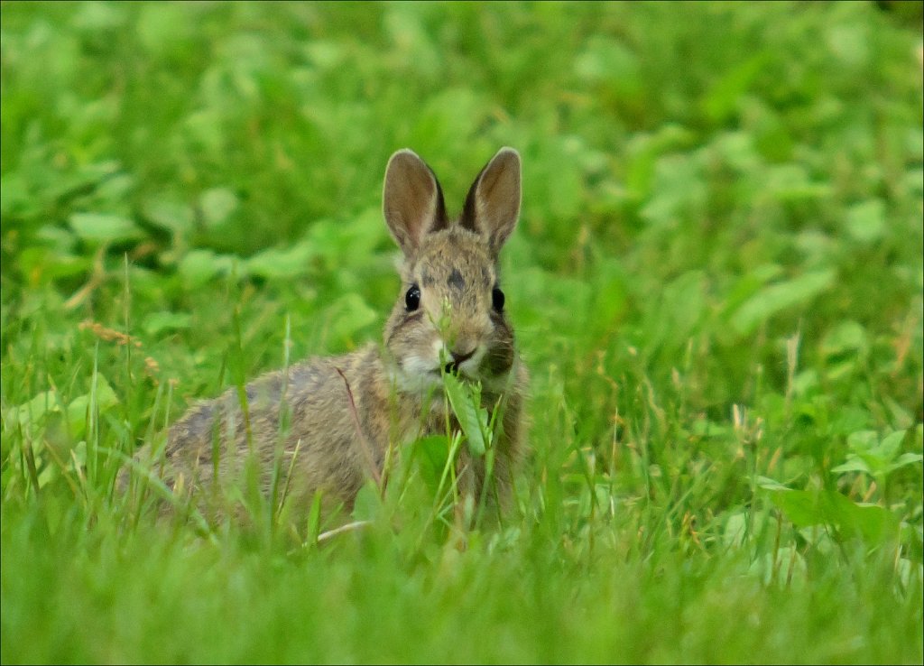 Little Rabbit