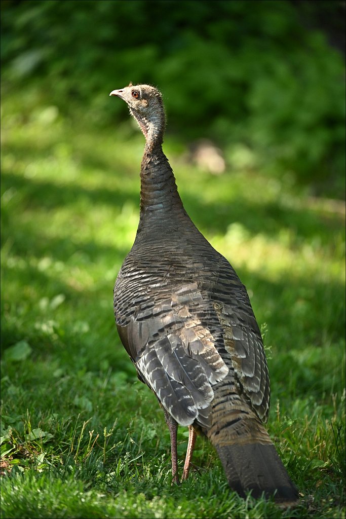 Wild Turkey (Hen)