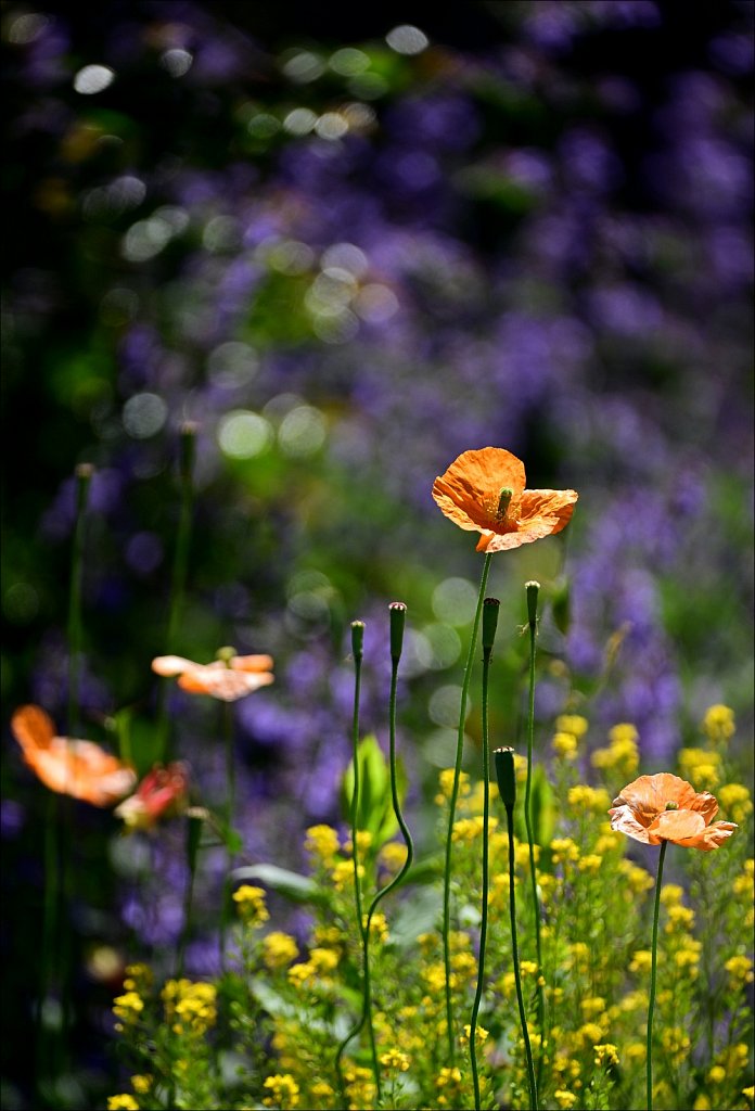 The Frelinghuysen Arboretum 