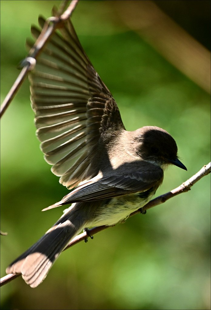 Eastern Phoebe at The Frelinghuysen Arboretum 