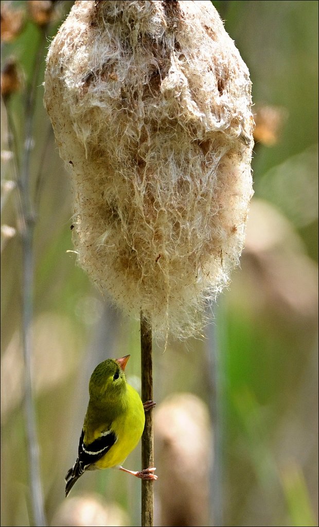 American Goldfinch The Frelinghuysen Arboretum  