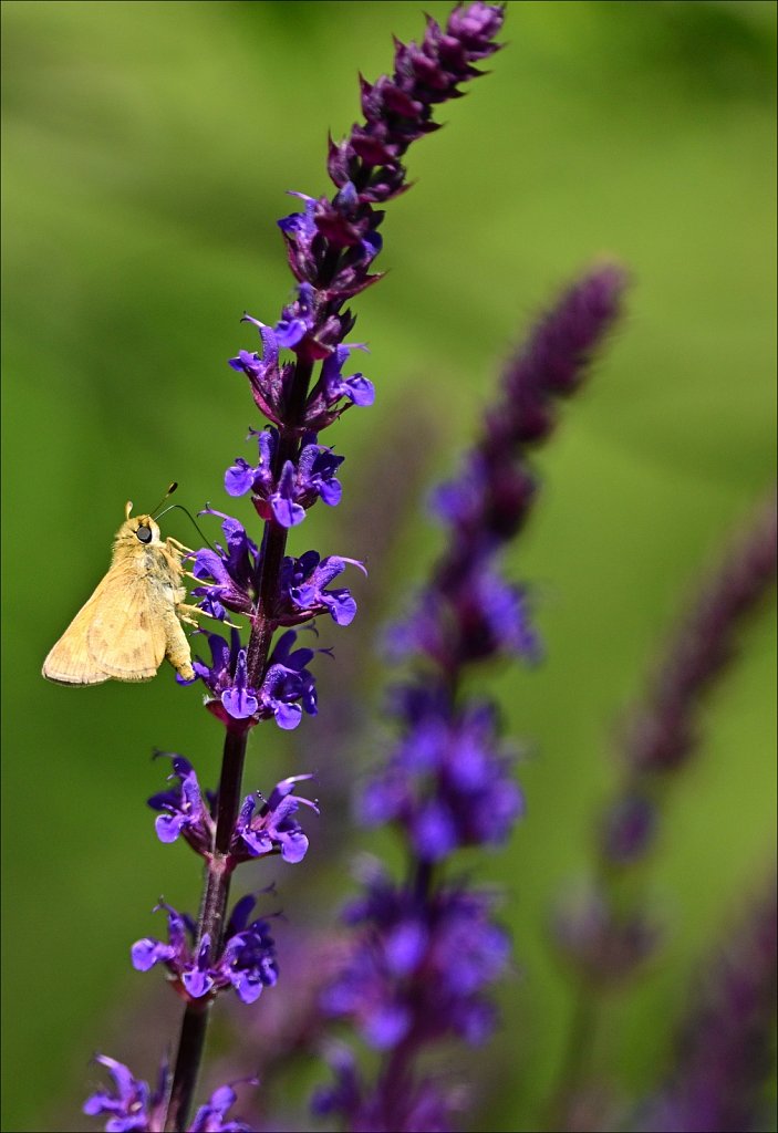 The Frelinghuysen Arboretum 