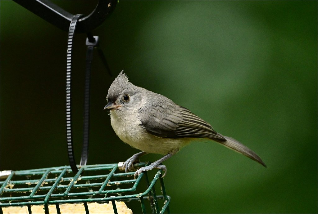 Tufted Titmouse 