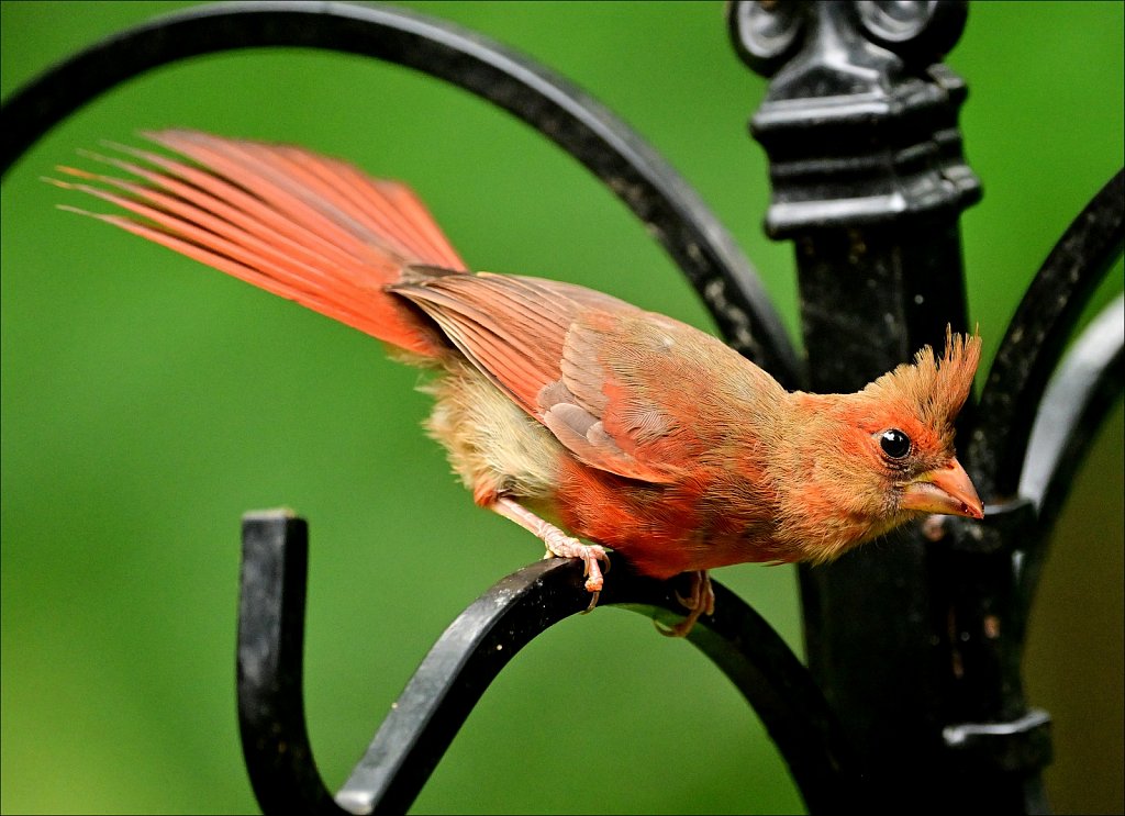 Northern Cardinal 