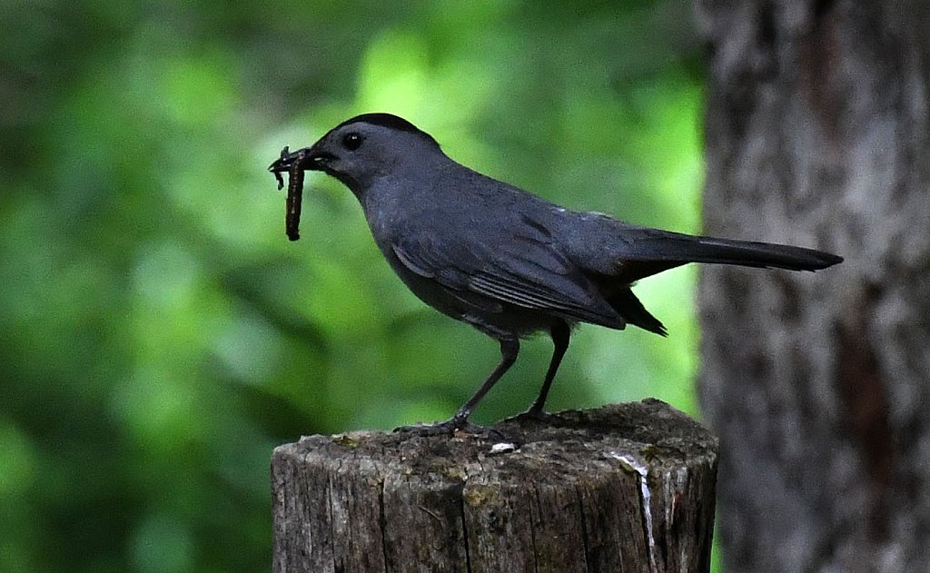 Gray Catbird