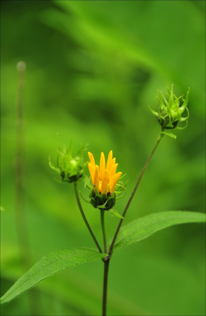 Sussex Branch Trail