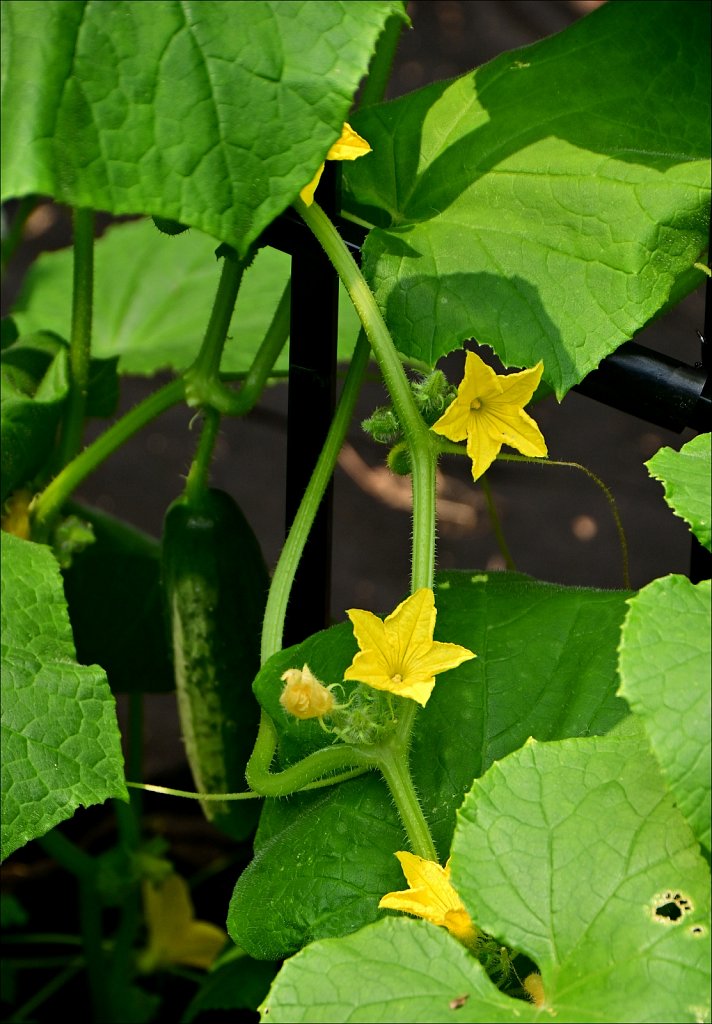 Cucumber Flowers