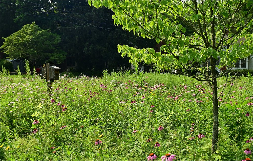 Along the Columbia Trail