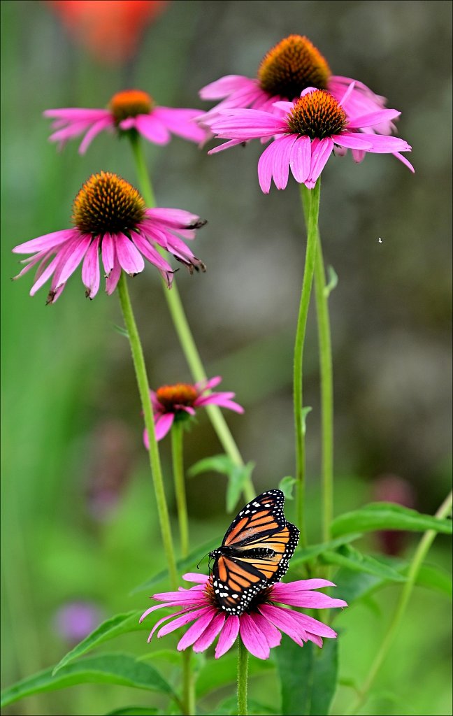 Monarch Butterfly 