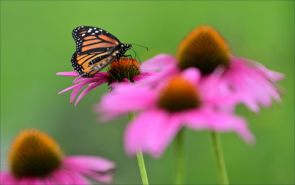 Monarch Butterfly 