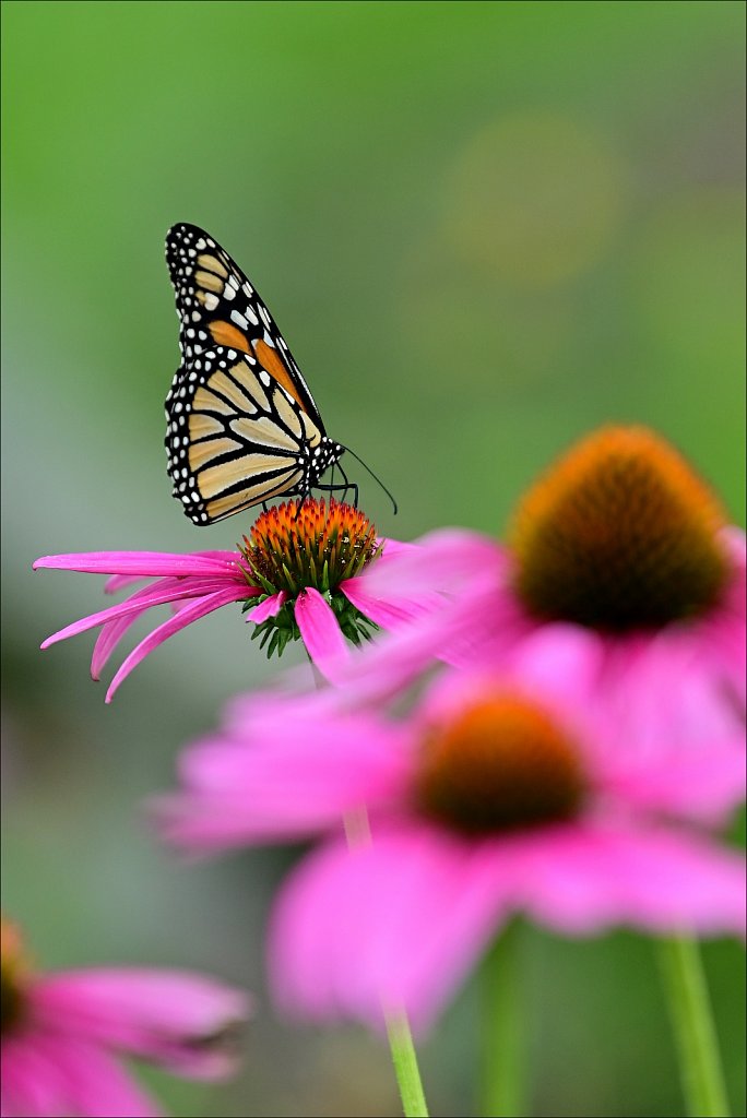 Monarch Butterfly 