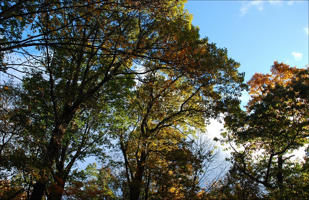 Colors of Fall