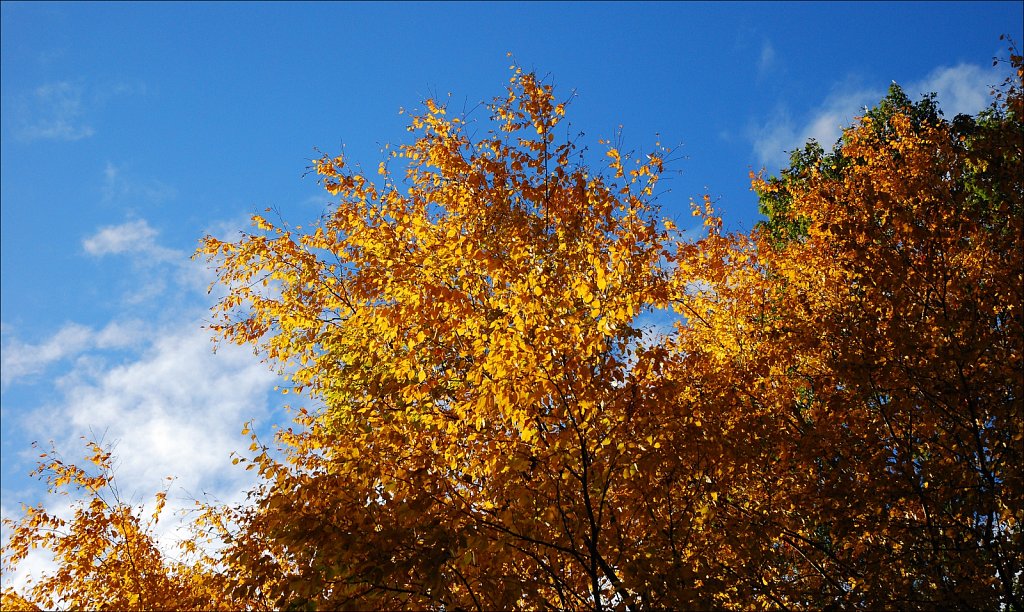Colors of Fall